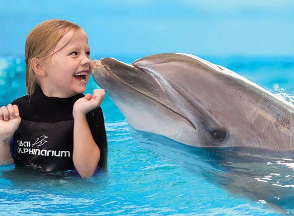 Dolphin Show - VIP